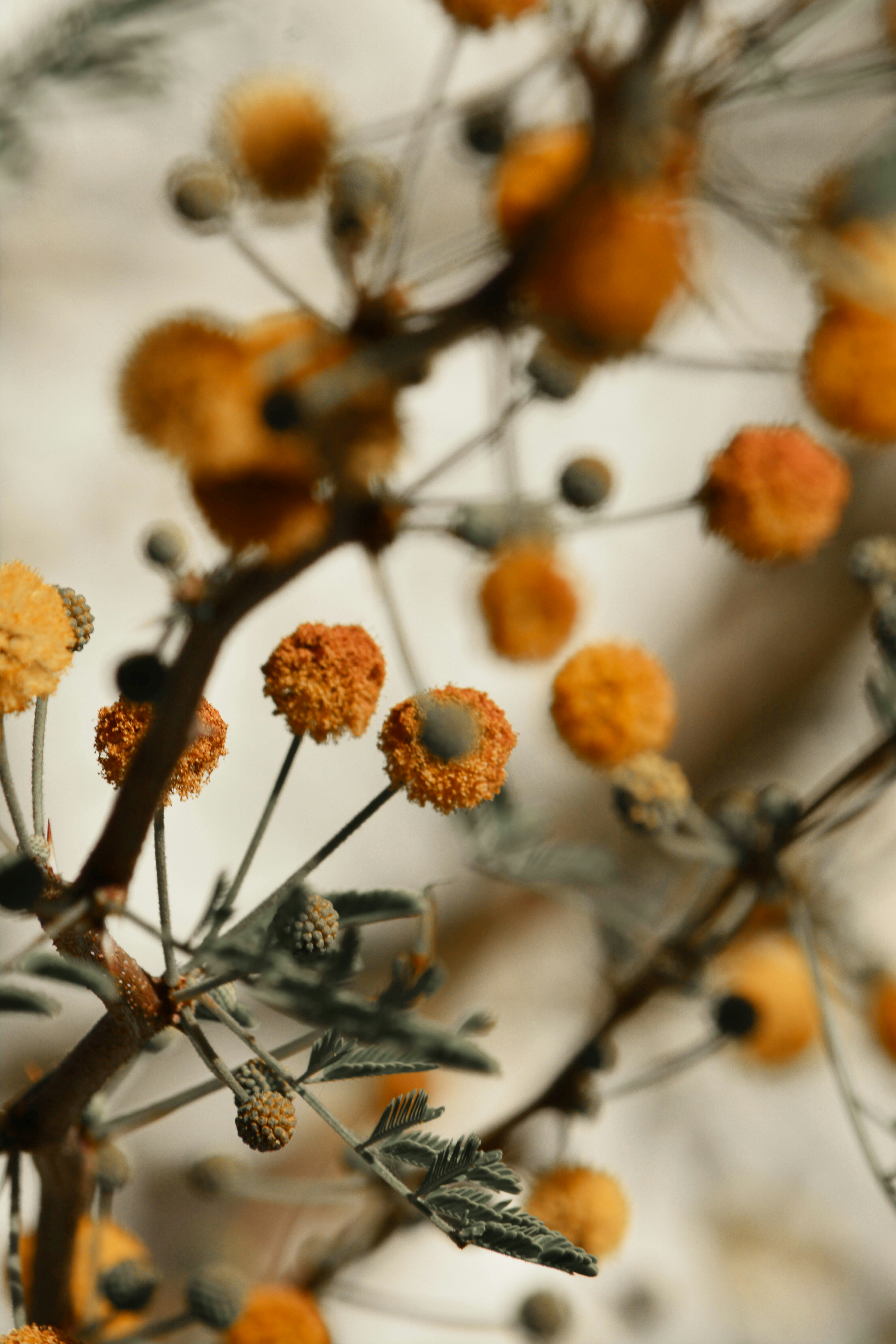 brown and black leaves on brown tree branch